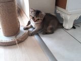Harika Golden Çocuk British Shorthair