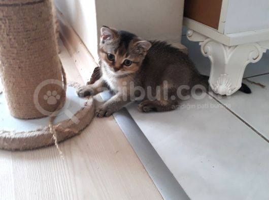 Harika Golden Çocuk British Shorthair görsel