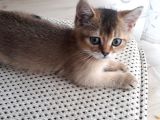 Harika Golden Çocuk British Shorthair