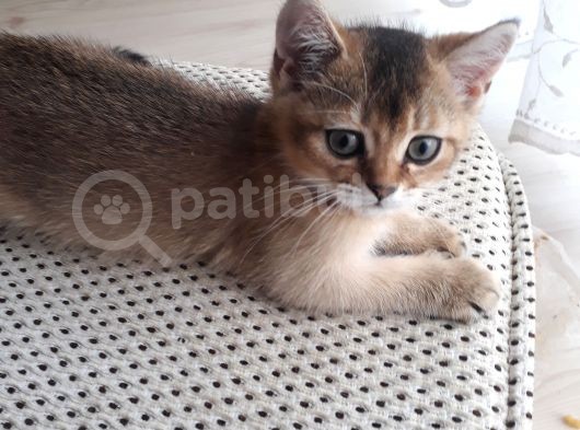 Harika Golden Çocuk British Shorthair