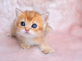Altın Sarısı Golden NY11 British Shorthair