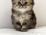 British Shorthair Yavruları
