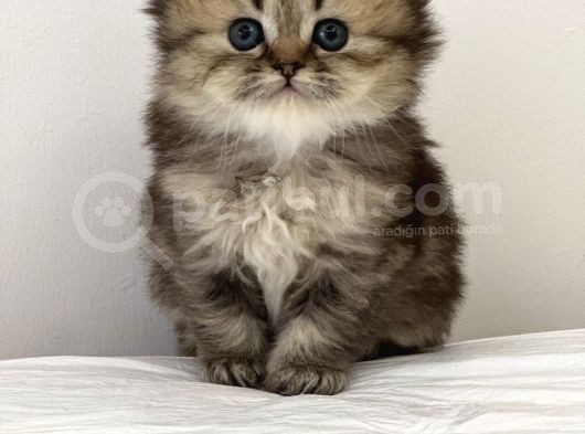 British Shorthair Yavruları görsel
