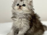 British Shorthair yavruları