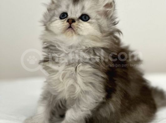 British Shorthair Yavruları