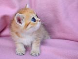 Şahane Gold Rengi Ny11 British Shorthair
