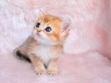 Altın Sarısı Golden Ny11 British Shorthair