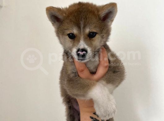 Sağlık Ve Irk Garantili Akita Yavrularım görsel