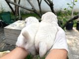Irk Ve Sağlık Garantili Pekinez Yavrularım