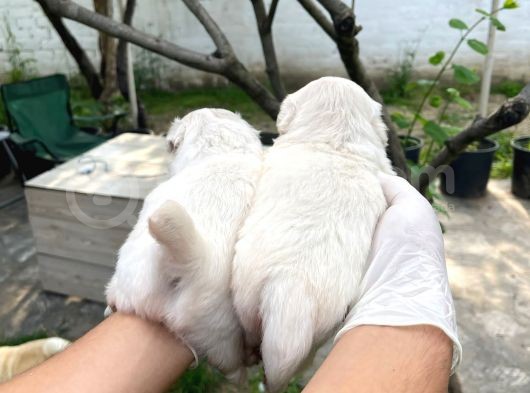 Irk Ve Sağlık Garantili Pekinez Yavrularım görsel