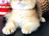 Safkan British Shorthair