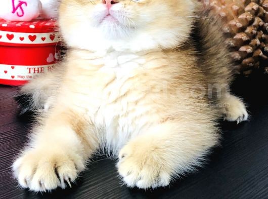 Safkan British Shorthair görsel