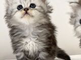 British Shorthair Yavruları