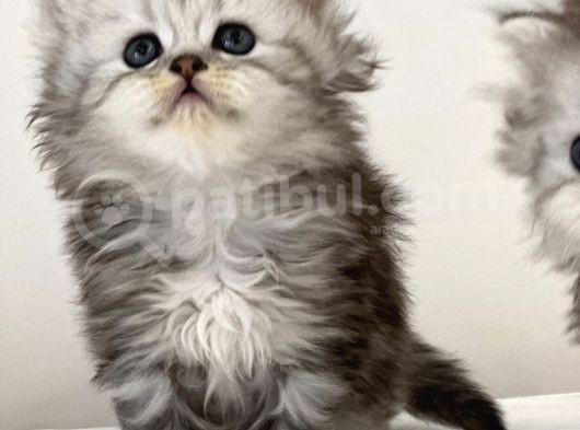 British Shorthair Yavruları görsel