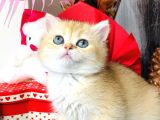 Safkan British Shorthair