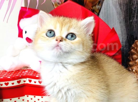 Safkan British Shorthair görsel