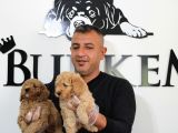 Mükemmel Kalitede Poodle Yavruları Burkemden