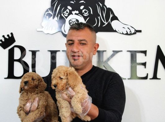 Mükemmel Kalitede Poodle Yavruları Burkemden görsel