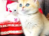 Safkan British shorthair