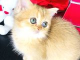 Safkan British Shorthair