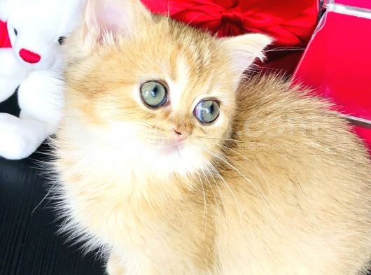 Safkan British Shorthair görsel
