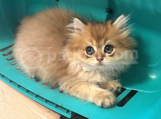 Saf Irk British Shorthair Yavrularimiz Vonalp Pet Garantisiyle