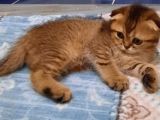 VONALP PET GARANTISIYLE EFSANE GUZELLIKTEKI SCOTTISH FOLD YAVRULARIMIZ