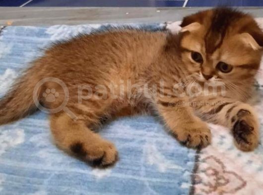 Vonalp Pet Garantisiyle Efsane Guzellikteki Scottish Fold Yavrularimiz