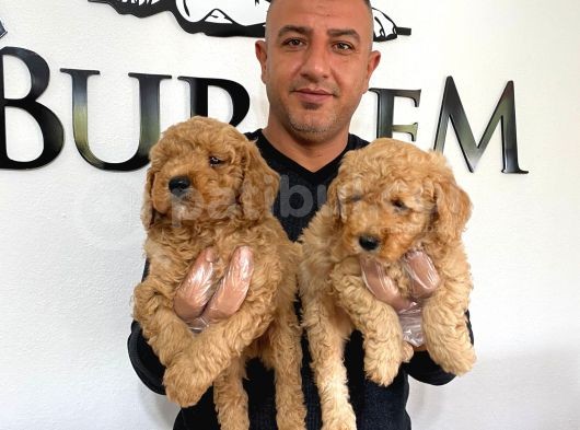 Mükemmel Kalitede Poodle Yavruları Burkemden