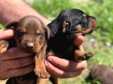 Şampiyon Soydan Doberman Yavrular