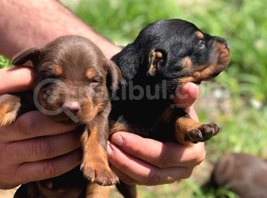 Şampiyon Soydan Doberman Yavrular görsel