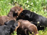 Şampiyon Soydan Doberman Yavrular