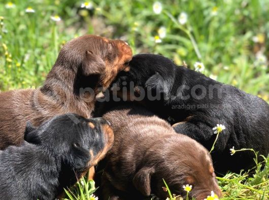 Şampiyon Soydan Doberman Yavrular görsel