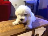 Topaç Gibi Maltipoo Bebeklerimiz