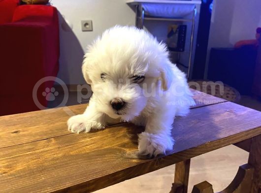 Topaç Gibi Maltipoo Bebeklerimiz görsel