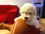 topaç gibi maltipoo bebeklerimiz