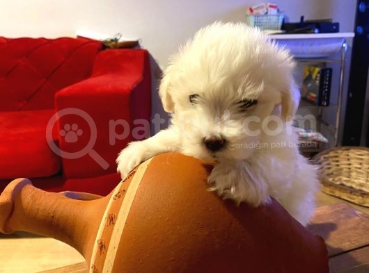 Topaç Gibi Maltipoo Bebeklerimiz