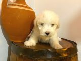 Topaç Gibi Maltipoo Bebeklerimiz