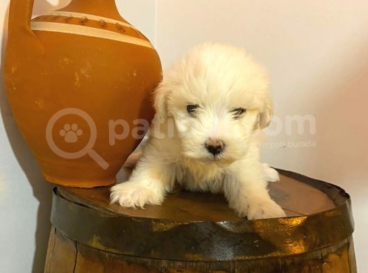 Topaç Gibi Maltipoo Bebeklerimiz görsel