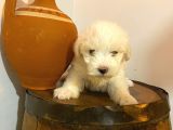 Topaç Gibi Maltipoo Bebeklerimiz