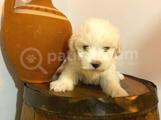 Topaç Gibi Maltipoo Bebeklerimiz görsel