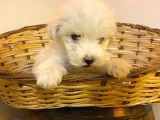 Topaç Gibi Maltipoo Bebeklerimiz