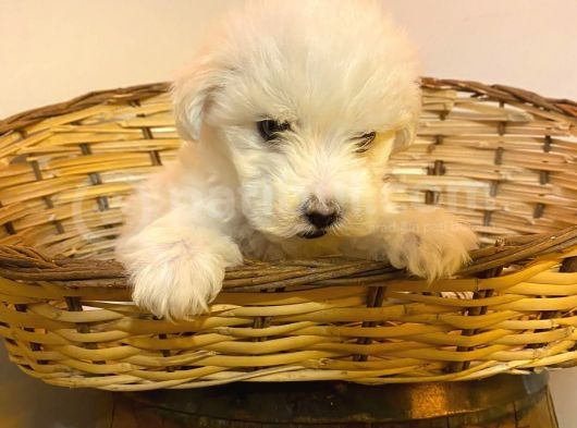 Topaç Gibi Maltipoo Bebeklerimiz görsel