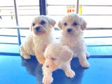 mini boy maltese terrier