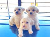 Mini Boy Maltese Terrier