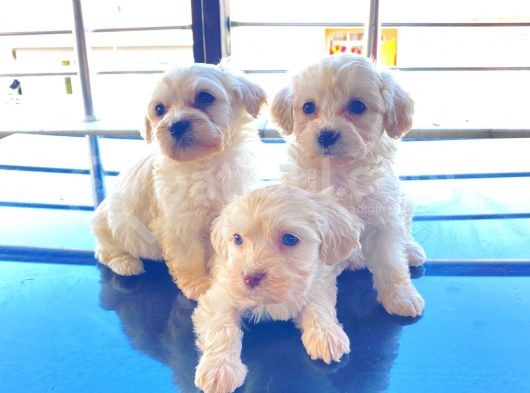Mini Boy Maltese Terrier görsel