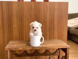 A kalite Maltese terrier yavrularımız