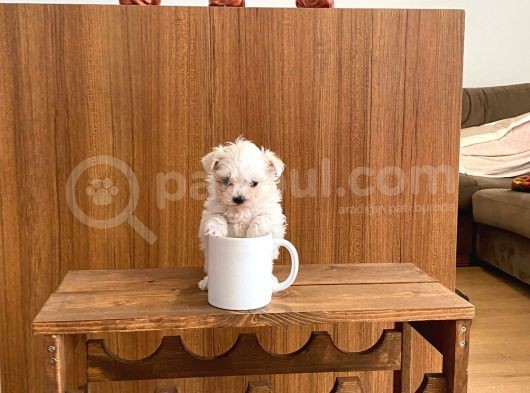 A Kalite Maltese Terrier Yavrularımız