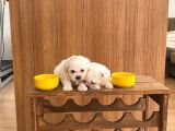 A Kalite Maltese Terrier Yavrularımız