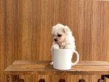A Kalite Maltese Terrier Yavrularımız